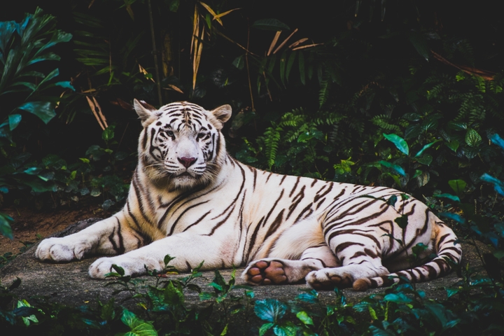 white tiger lying down